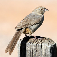 Canyon Towhee